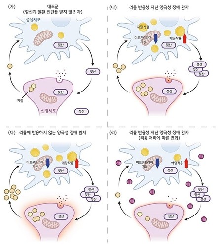 리튬 처리한 양극성 장애 환자의 별세포(성상세포) / KAIST 제공