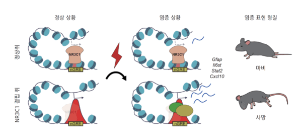 NR3C1 유전자가 뇌 면역 스위치를 조절해 알츠하이머 등 퇴행성 뇌 질환 취약성을 결정하는 과정을 설명한 모식도. (KAIST 제공)