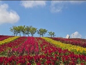 신안 병풍도서 27∼10월 1일 '섬 맨드라미 축제'