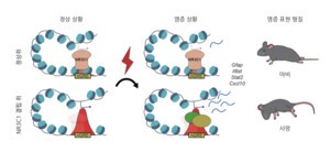 뇌 면역 ‘스위치’ 세계 최초 규명…“NR3C1 유전자, 알츠하이머 취약성 결정한다