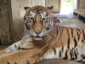 백두대간수목원 호랑이숲에 새 식구…백두산호랑이 '미령' 이주
